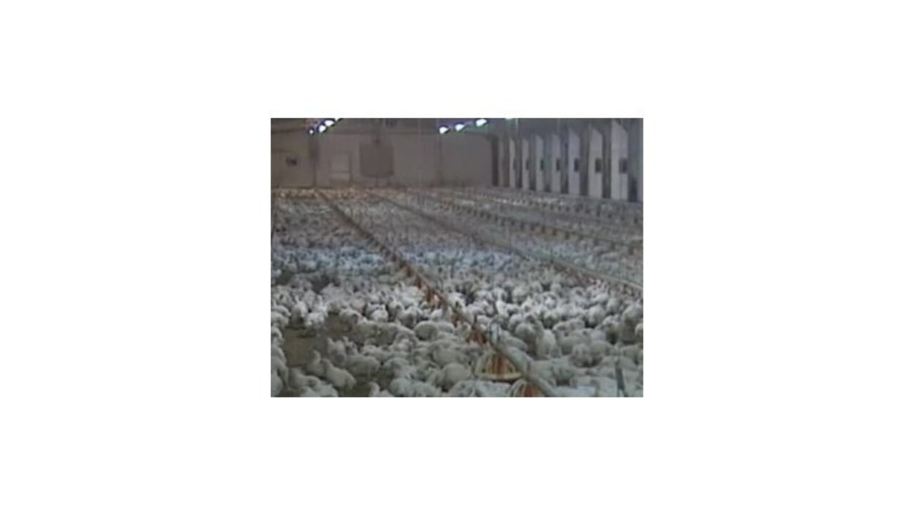 Podtatranská hydina prepustí 250 zamestnancov