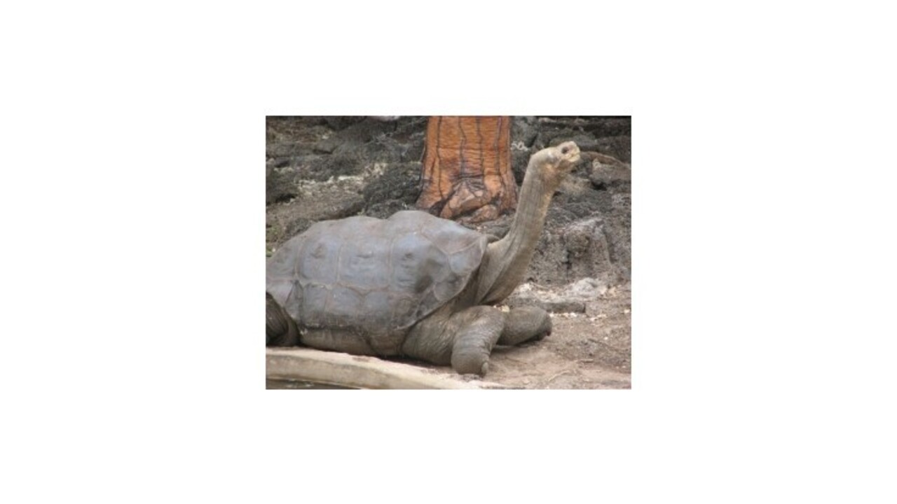 Zomrel prastarý symbol Galapág, posledná korytnačka svojho druhu