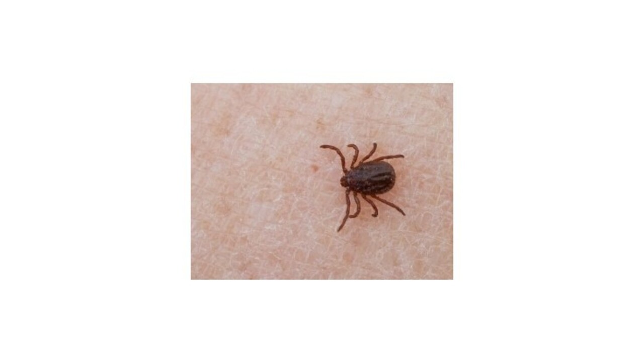 Slovenskí vedci hľadajú vakcínu proti kliešťom