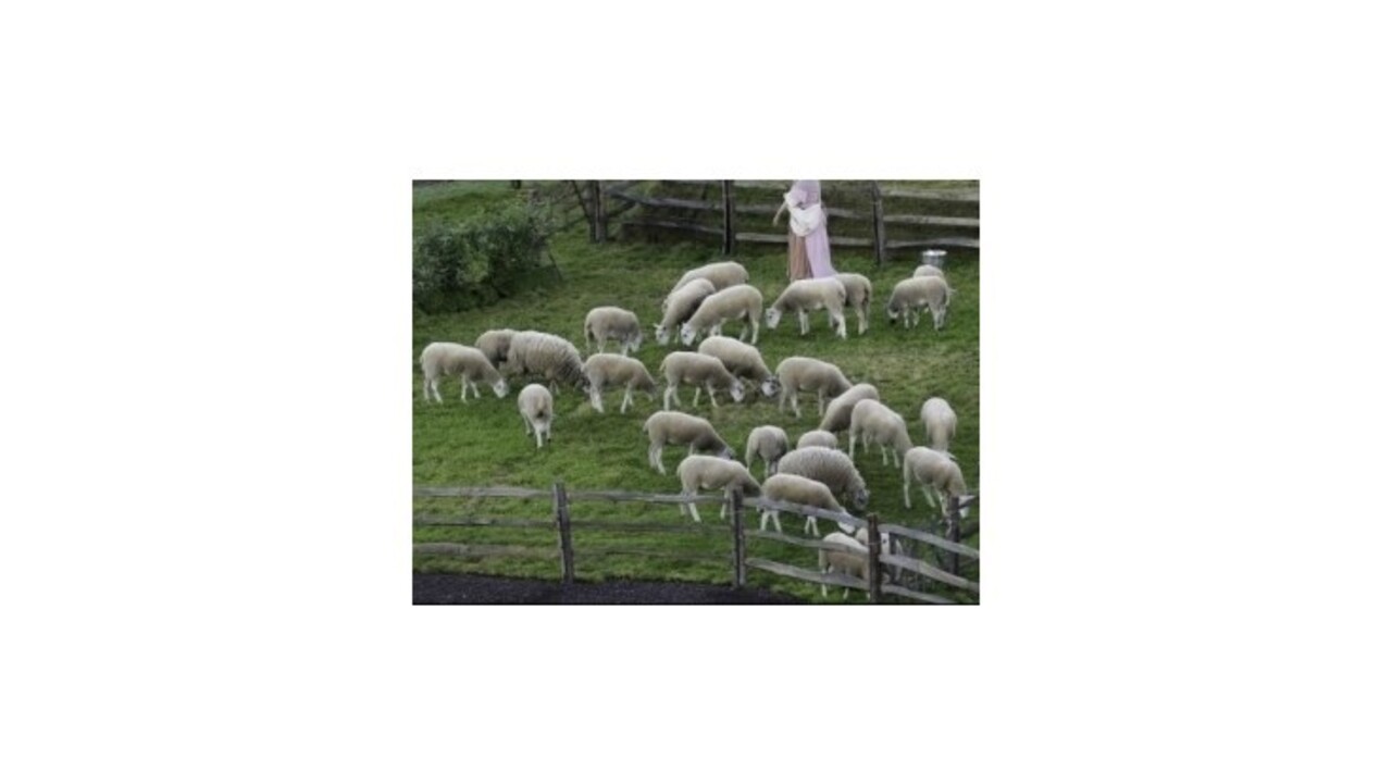 Stavy oviec v SR sú stabilizované, mohli by byť štvornásobne vyššie