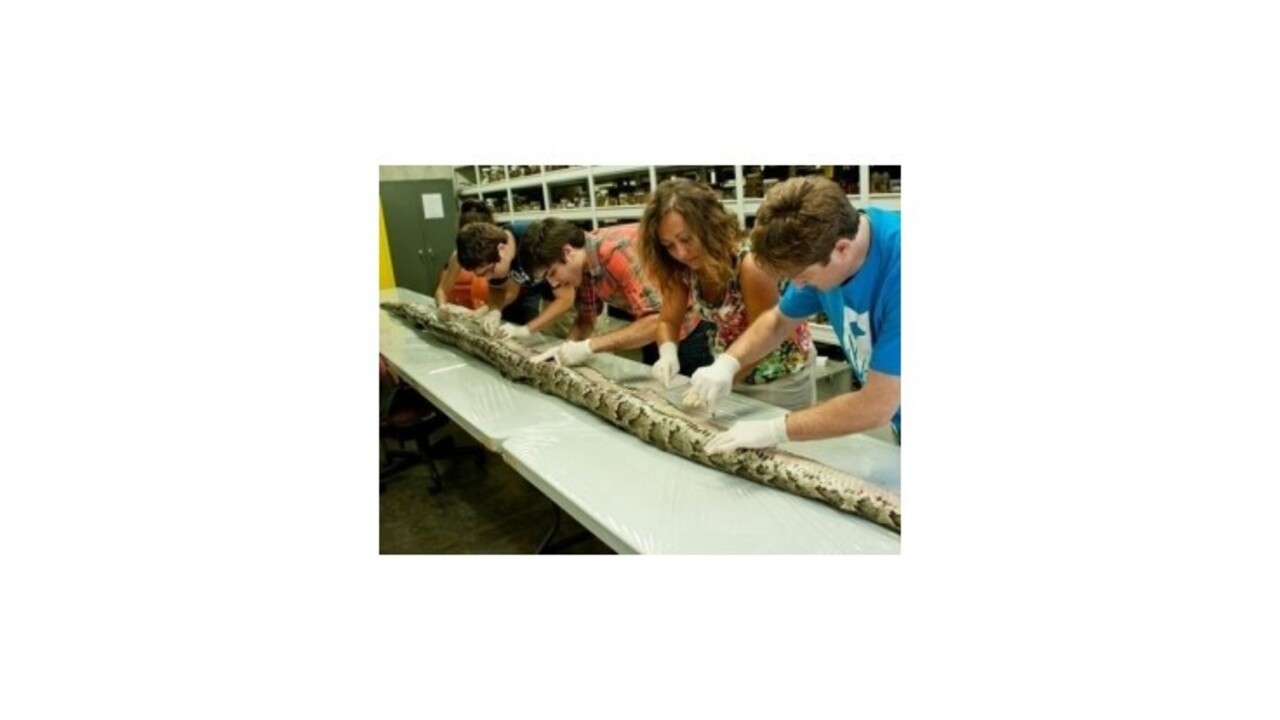 Na Floride chytili najväčšieho zaznamenaného pytóna tmavého