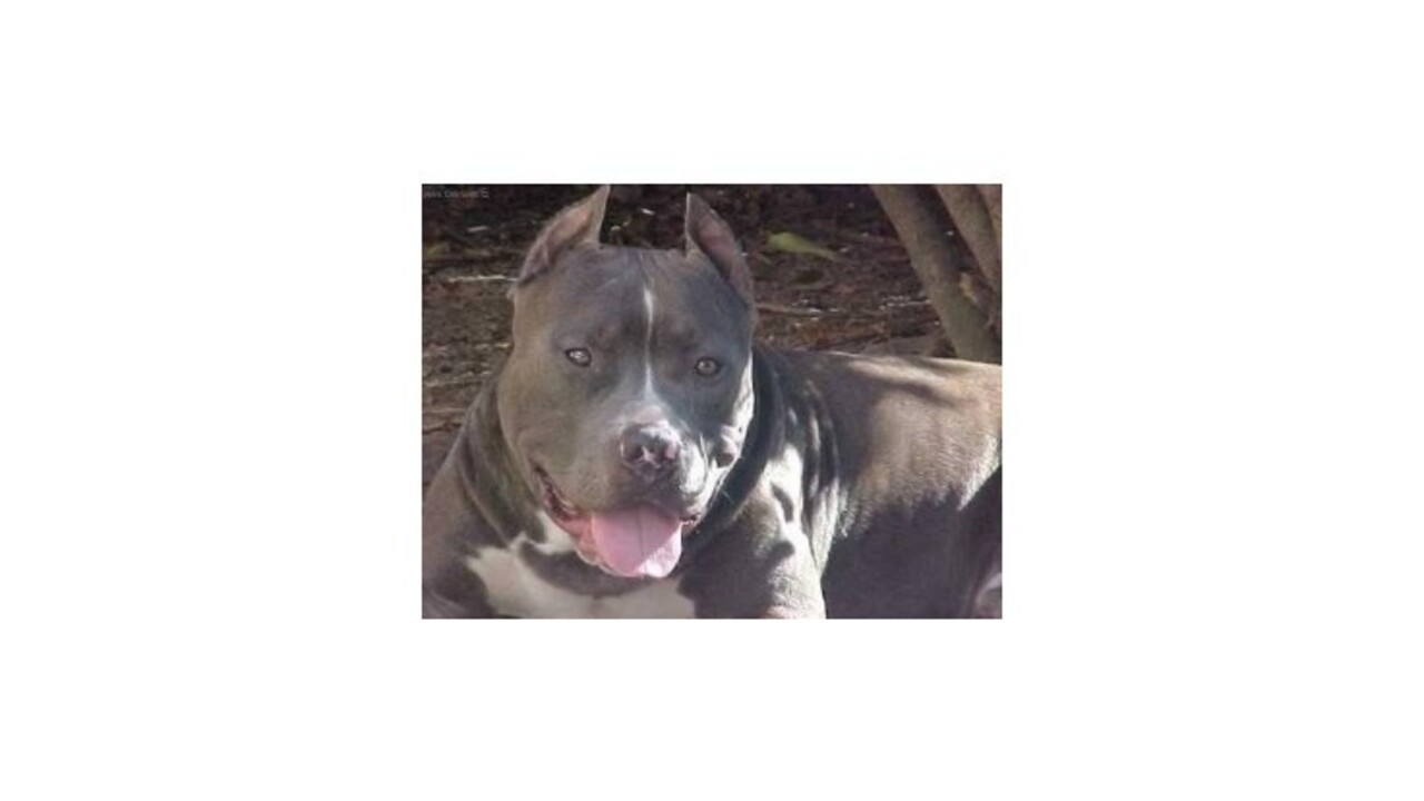 Žena zomrela po útoku pitbula