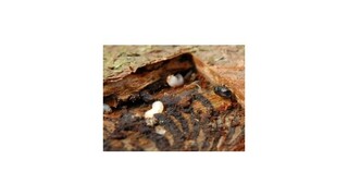 Začali stíhanie v kauze lykožrúta, exministrom hrozí 8 rokov