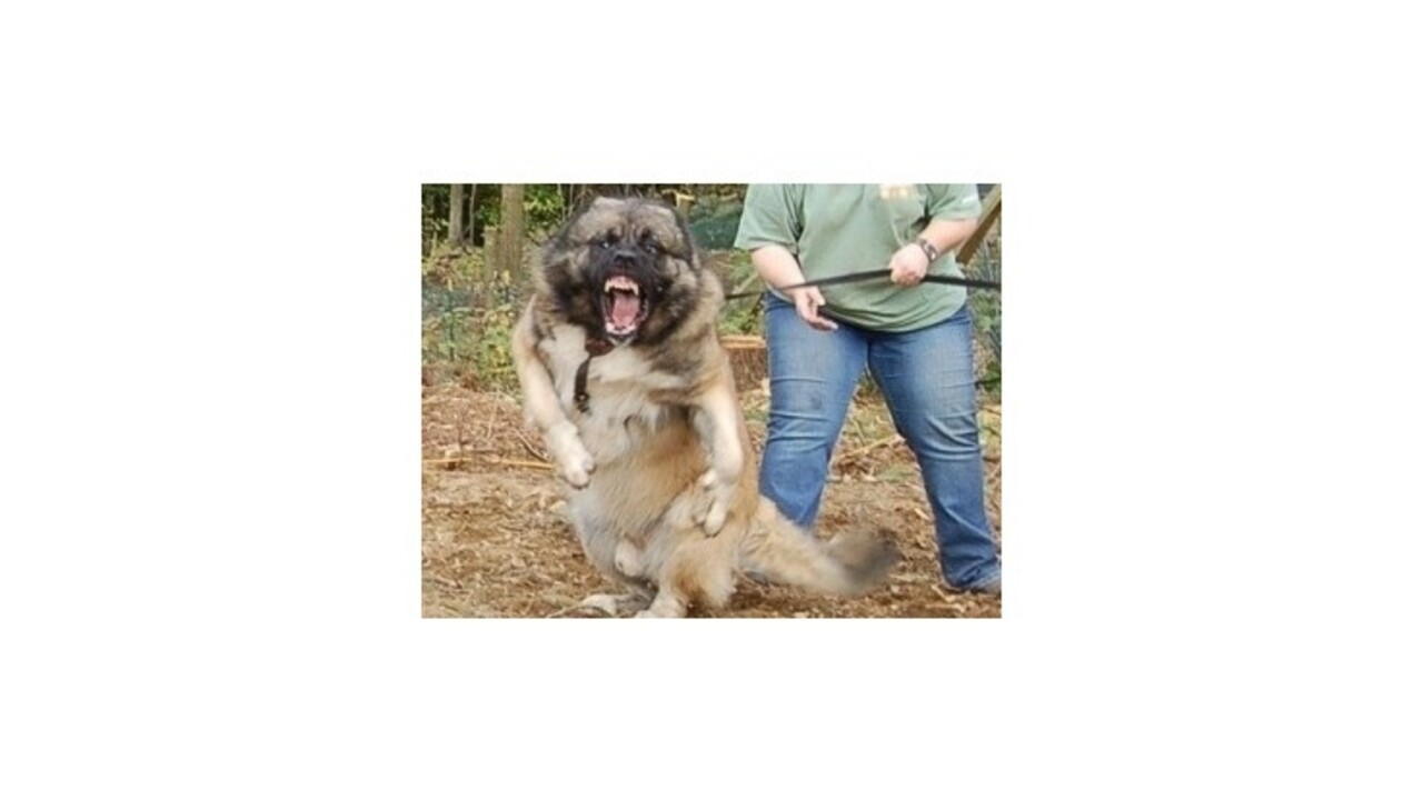 V Trstenej pohrýzol dievča z klietky uniknutý kaukazský ovčiak