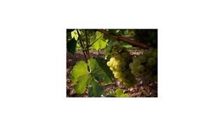 Vinári v Taliansku museli obrať hrozno skôr, je však kvalitnejšie