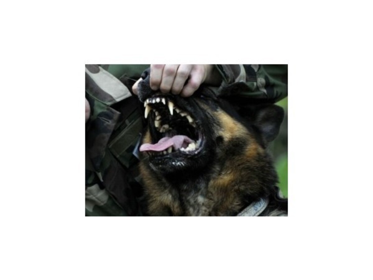 V Košiciach opäť zaútočili psy, jedného polícia zastrelila