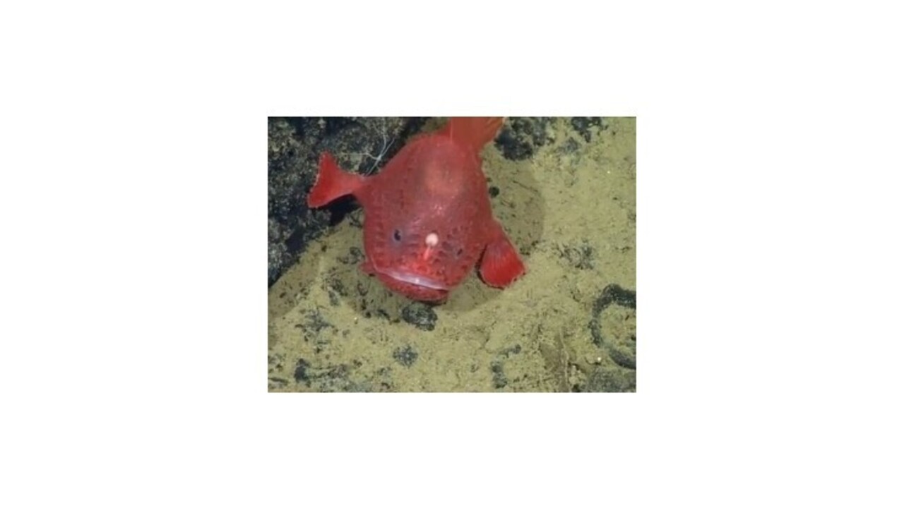 Vedci po prvý raz natočili vzácnu hlbokomorskú rybu