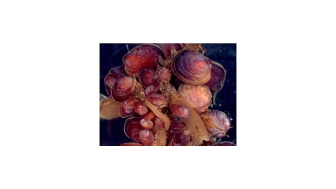 Antarktické lastúrniky dokážu meniť pohlavie