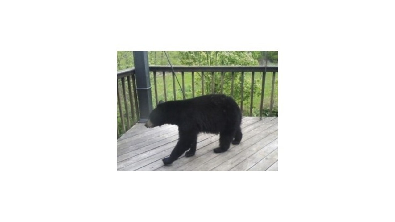 Strieľaním medveďov sa porušujú legislatívne normy