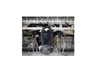 Stádo v karanténe je zdravé, antrax sa nepotvrdil