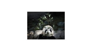 Čínski vedci objavili v tele pandy nové antibiotikum