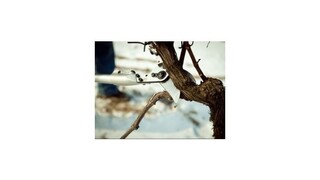 Nitrianska univerzita umožní štúdium vinárstva