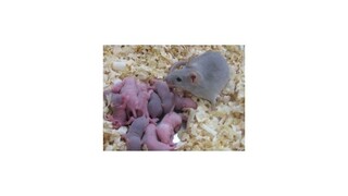 Kozmetika sa už v EÚ nesmie testovať na zvieratách