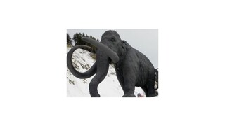 Na Sibíri objavili pozostatky mamuta s čerstvou krvou