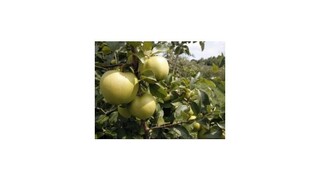 Úroda by mohla byť tento rok lepšia, pomohol chladnejší máj