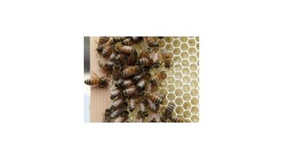 Jar bola pre včelstvá katastrofálna, ceny medu môžu vzrásť až o 30 %