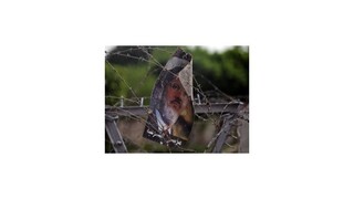 Egyptský dočasný prezident menoval premiéra a viceprezidenta