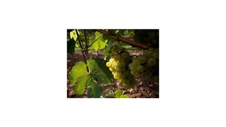 Malokarpatské vinohrady predbežne sľubujú dobrú úrodu