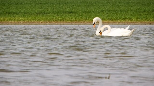 labute ilustračný (SITA)