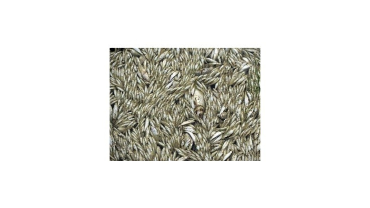 Z čínskej rieky vylovili 100 000 kilogramov mŕtvych rýb