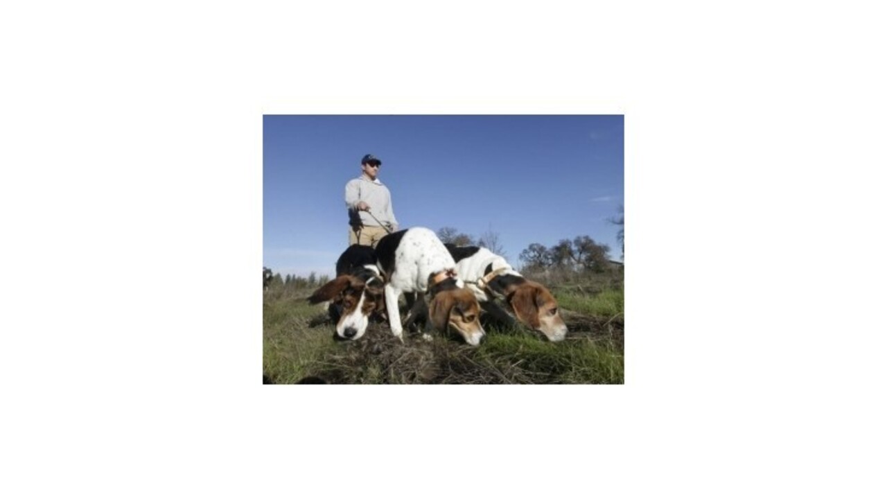 Čistokrvné zvieratá s tetovaním netreba čipovať