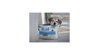 Slovensko definuje zviera ako vec, ochranári žiadajú zmenu