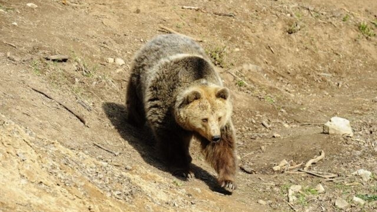 medveď hnedý (SITA)