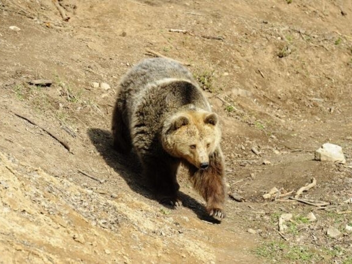 medveď hnedý (SITA)