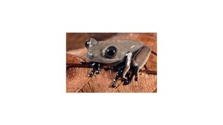 V Suriname objavili vedci desiatky nových živočíšnych druhov