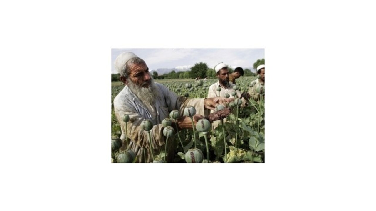 Pestovanie maku a výroba ópia dosiahla v Afganistane rekordnú úroveň