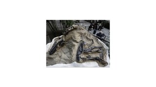 Vydražia kostry bojujúcich dinosaurov