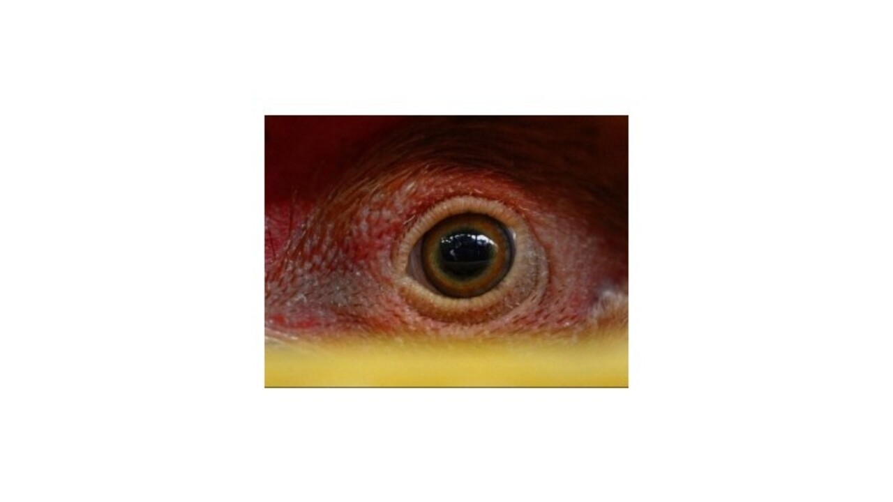 Nebezpečnú hydinu našli aj v Bratislavskom kraji