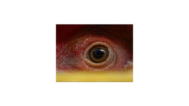 Nebezpečnú hydinu našli aj v Bratislavskom kraji