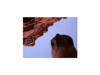 Orol sa zmocnil videokamery, putoval s ňou po Australii a pózoval