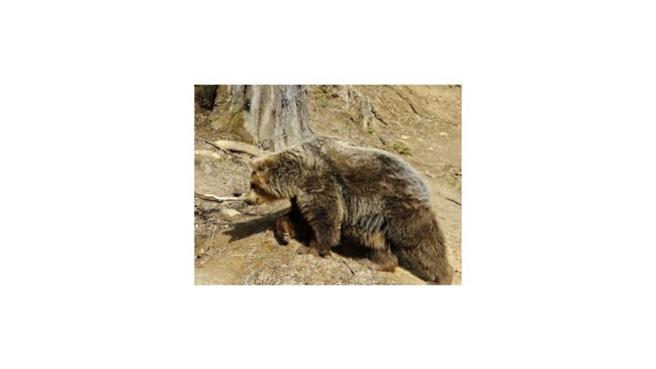 Teplá zima prebudila medvede v Tatrách