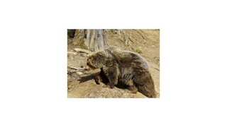 Teplá zima prebudila medvede v Tatrách