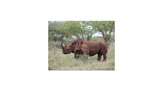 Povolenie na odstrel ohrozeného nosorožca čierneho vydražili za 350-tisíc dolárov