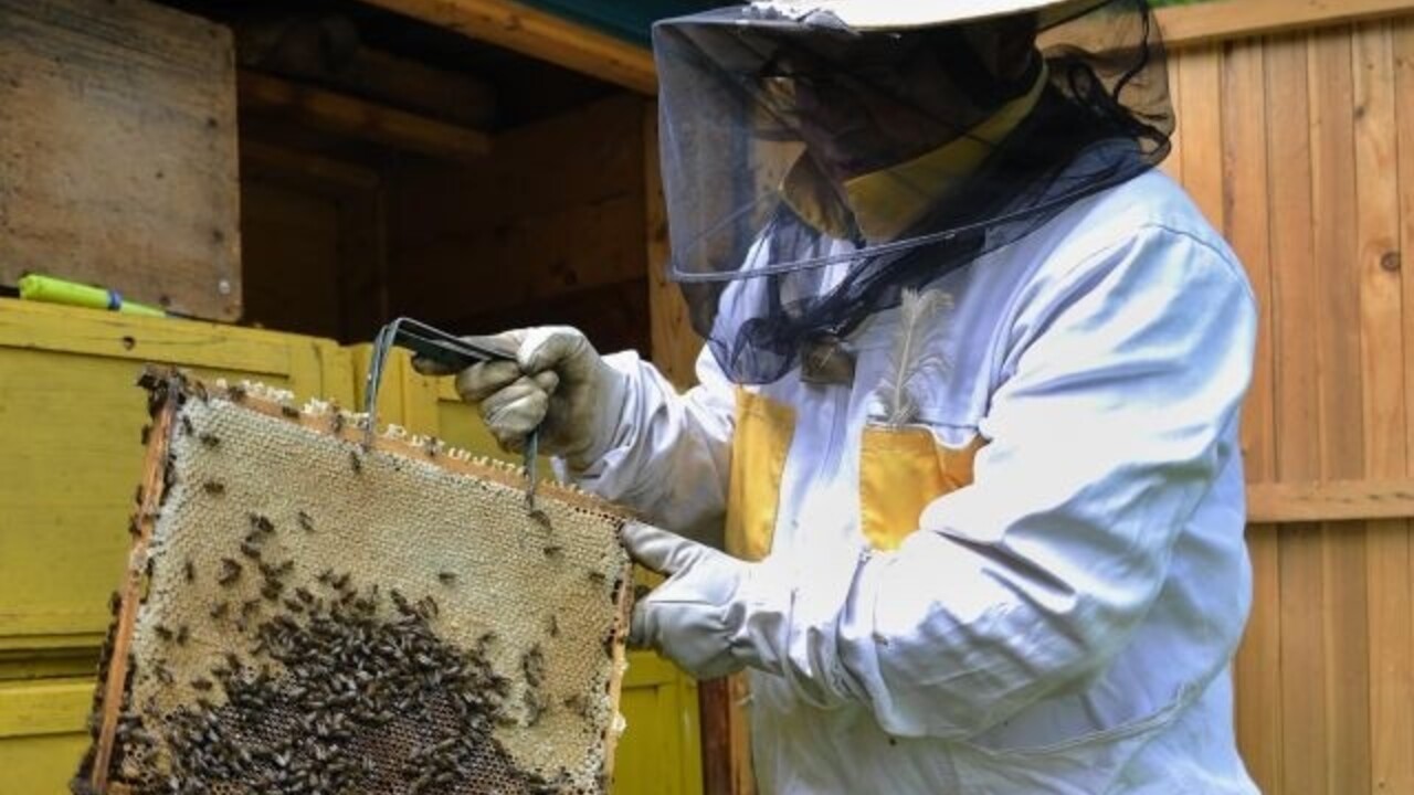 včely úľ včela plást (TASR)