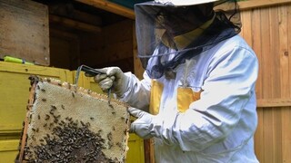 Včelárstvo je dôležitou hospodárskou i spoločenskou činnosťou, v Brezne otvoria výstavu
