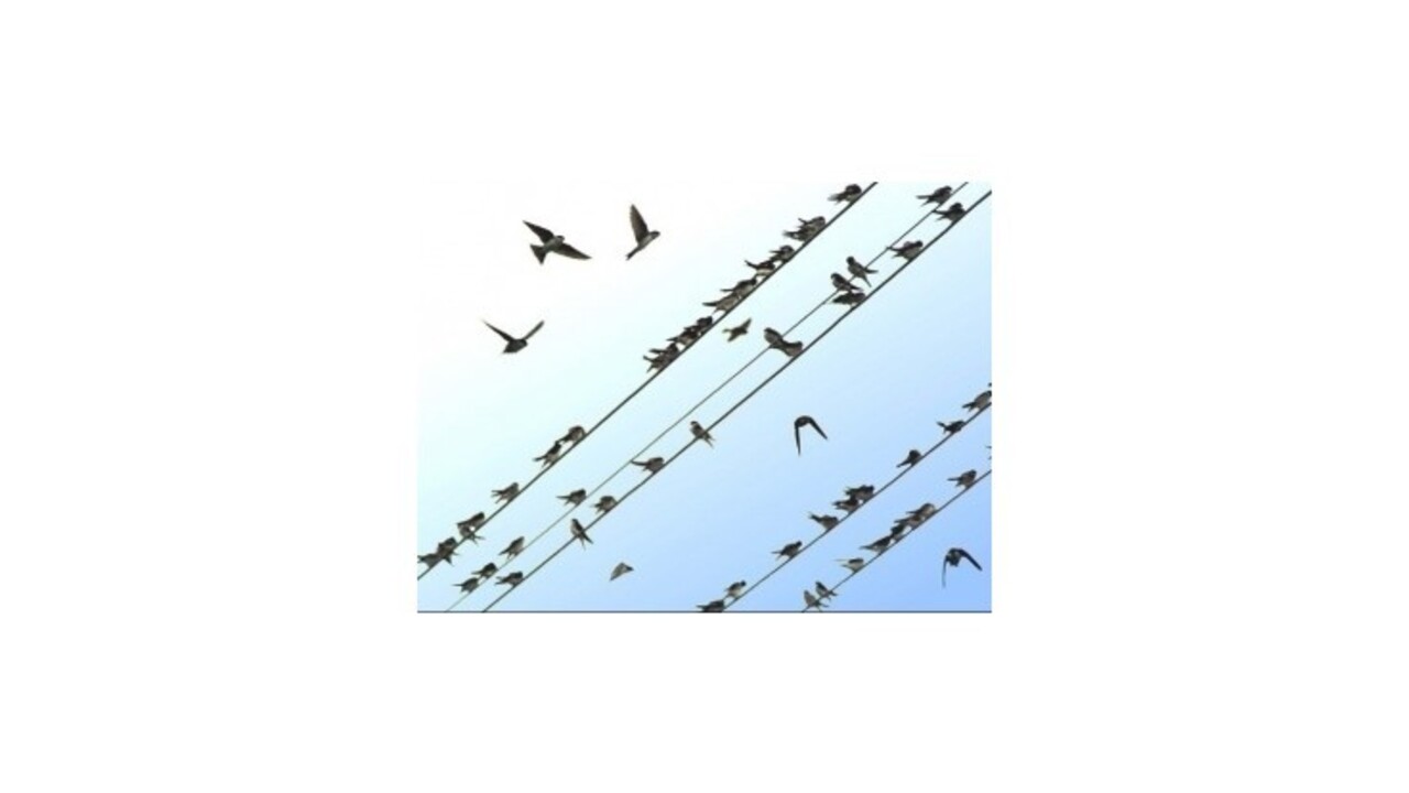 Klesá počet lastovičiek, belorítok, dážďovníkov, ohrozené sú aj vrabce