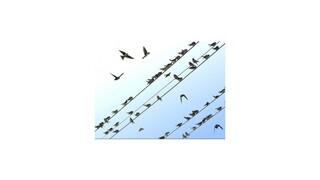 Klesá počet lastovičiek, belorítok, dážďovníkov, ohrozené sú aj vrabce