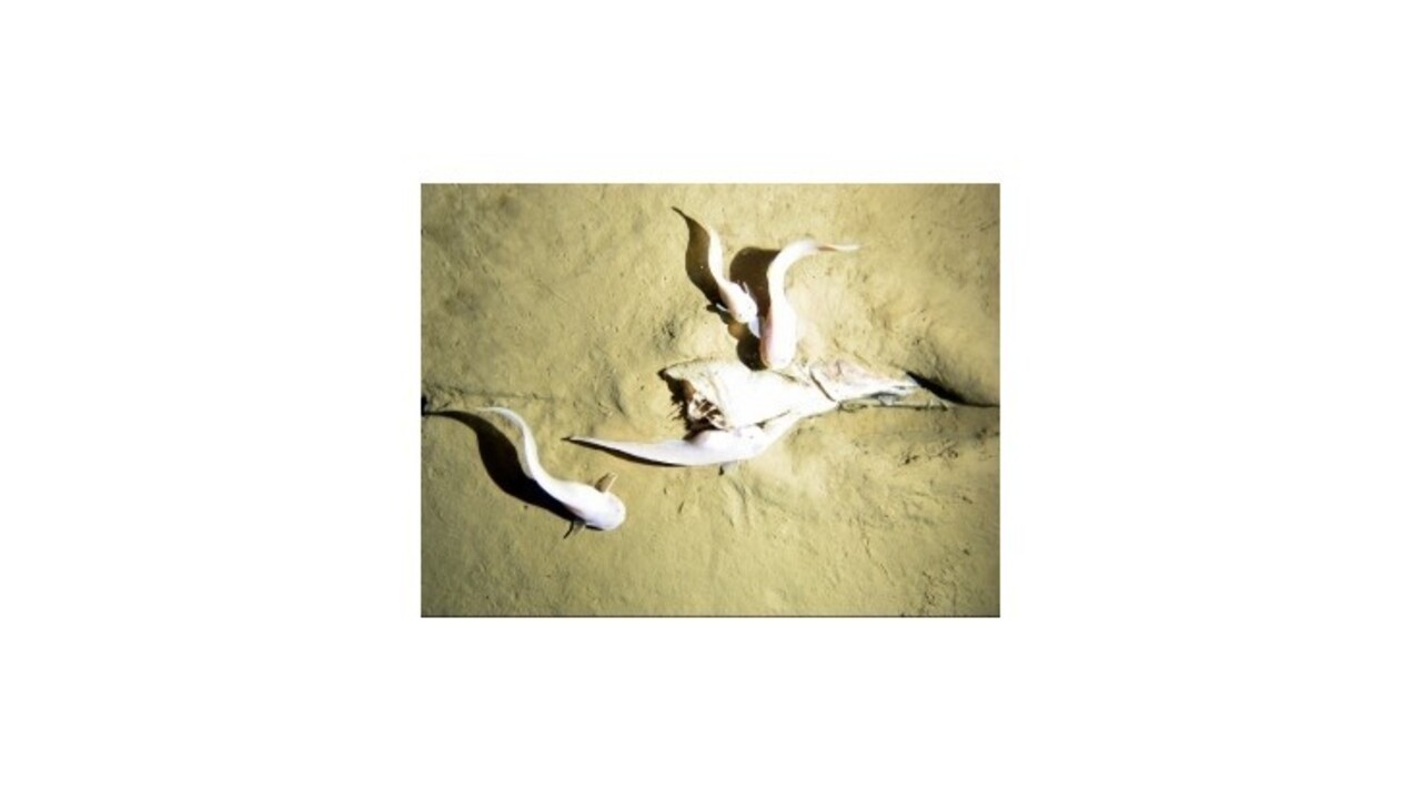 Vedci zistili, že ryba môže v oceáne prežiť aj v hĺbke 7000 metrov