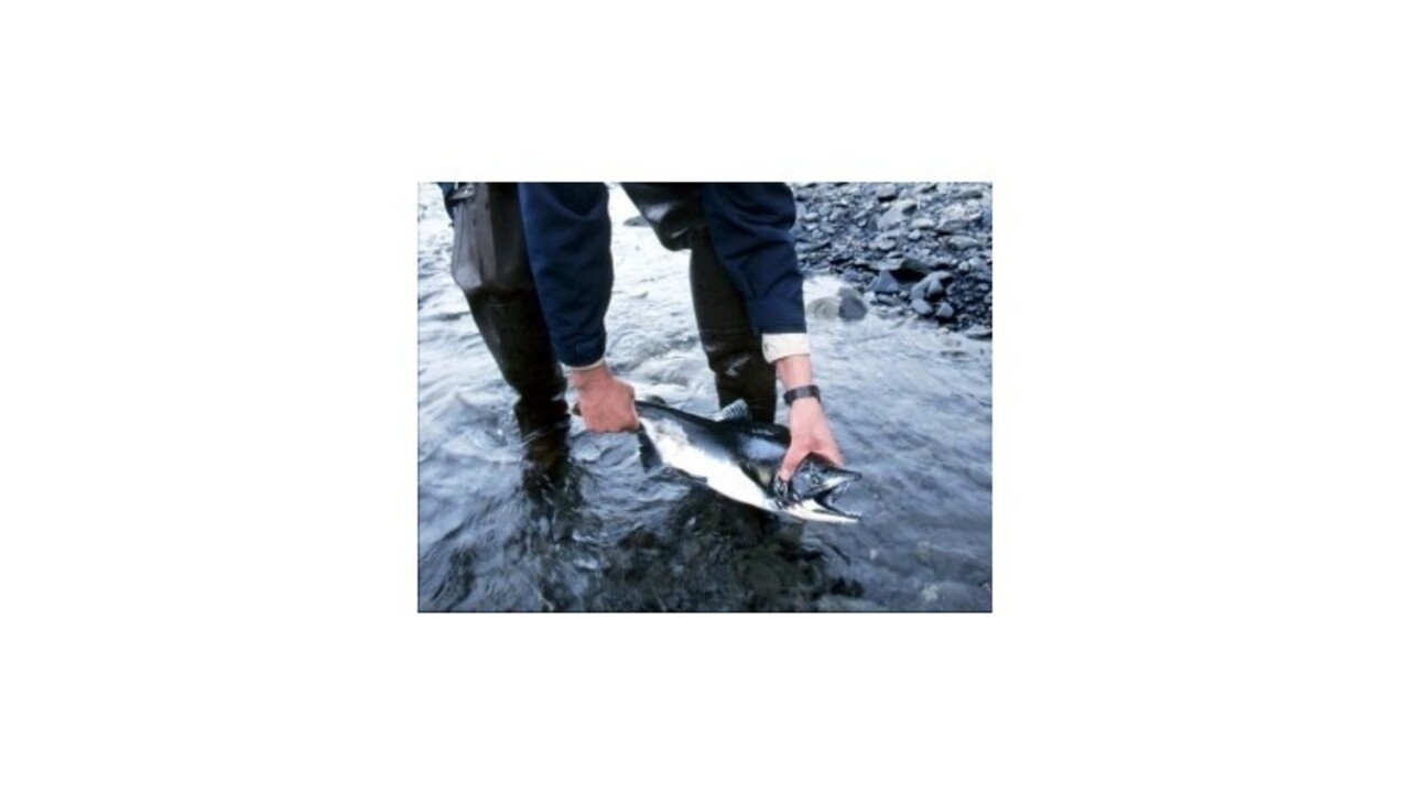 Petíciu za opätovné pripojenie Aljašky k Rusku podpísali desaťtisíce ľudí