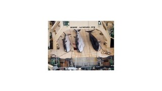 Medzinárodný súdny dvor: Japonský lov veľrýb nie je pre vedecké účely