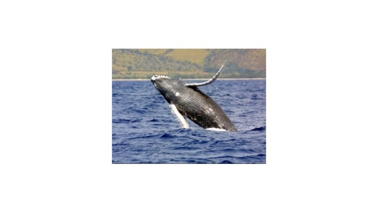 Japonsko bude v love veľrýb pokračovať
