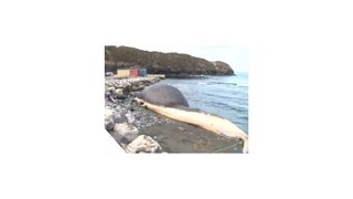 Obyvatelia kanadského mesta sa obávajú, že by mŕtva veľryba mohla vybuchnúť