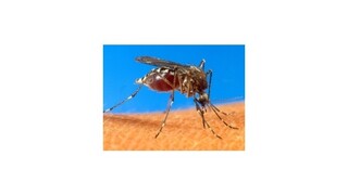 Na Haiti vypukla epidémia hmyzom prenášaného vírusu chikungunya