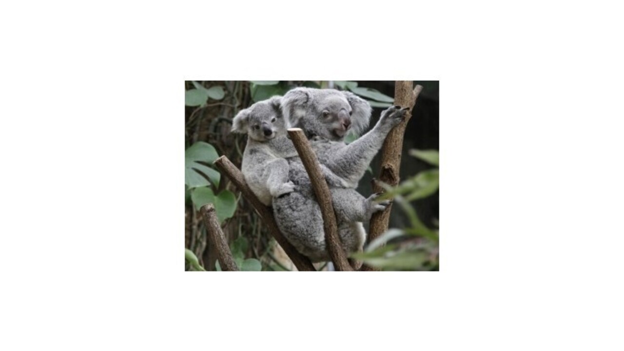Koaly sa objímaním stromov ochladzujú