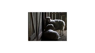 Domáce výrobky z ovčieho mlieka sú podľa potravinárskej komory bezpečné