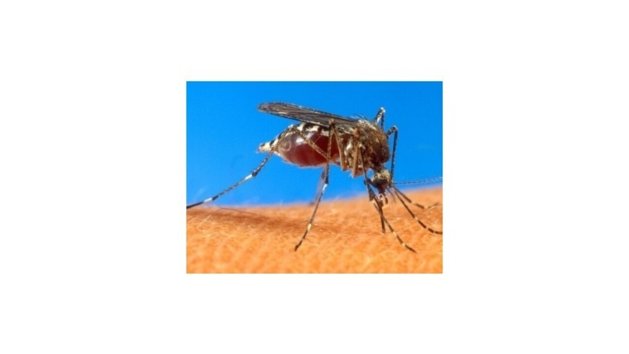 Vedci modifikovali geneticky komáre, aby plodili iba samce